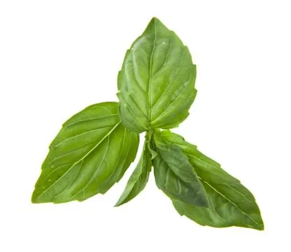 Basil isolated on white background closeup Stock Photos