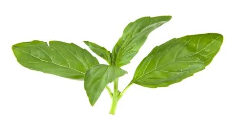 Basil isolated on white background closeup Stock Photos