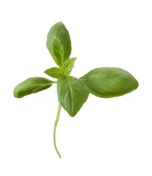 Basil isolated on white background Stock Photos