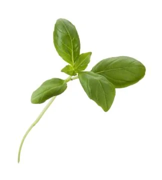 Basil isolated on white background Stock Photos