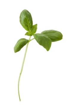 Basil isolated on white background Stock Photos