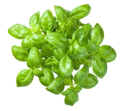 Basil Isolated on White Background Stock Photos