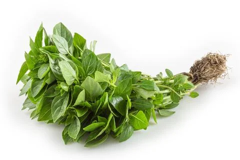 Basil isolated on white background. Stock Photos