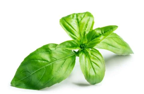 Basil isolated on white Stock Photos
