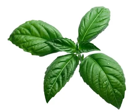 Basil isolated on white Stock Photos