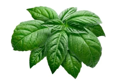 Basil isolated on white Stock Photos