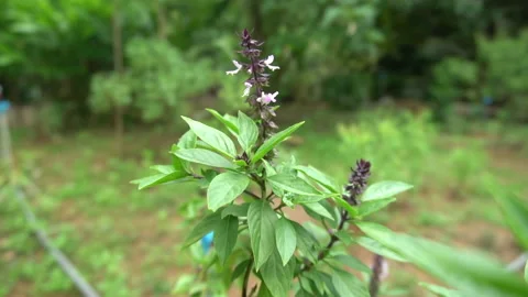 Basil leaf and basil flower. Stock Footage 139257806
