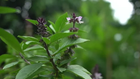 Basil leaf and basil flower. Stock Footage 139257807