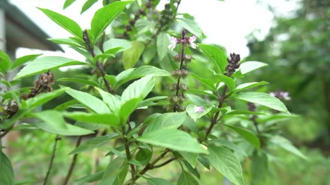 Basil leaf and basil flower. Stock Footage 139257827