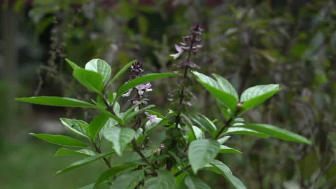 Basil leaf and basil flower. Stock Footage 139258006