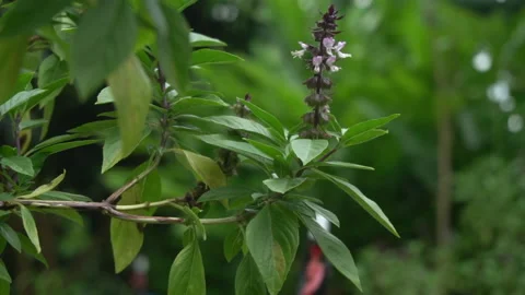 Basil leaf and basil flower. Stock Footage 139258065