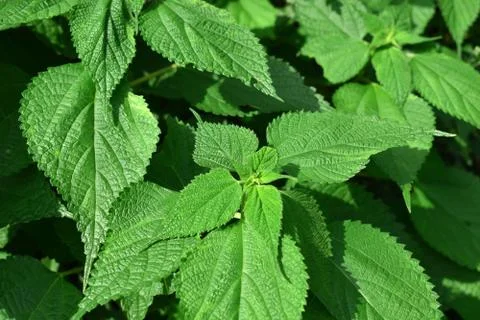 Basil leaf Back ground texture Stock Photos