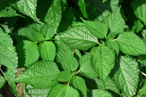 Basil leaf Back ground texture Stock Photos