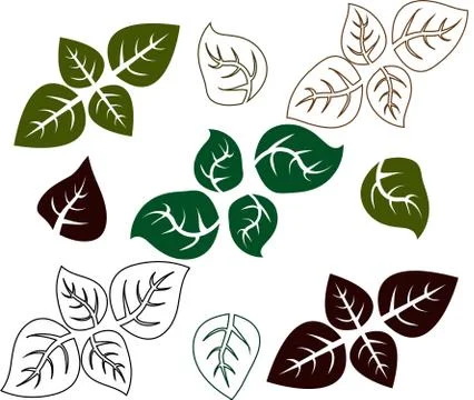Basil leaf. Basil herb outline. Stock Illustration