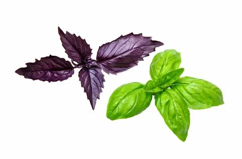 Basil leaf, close up. Basil herb Stock Photos