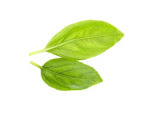 Basil leaf, close up. Basil herb Stock Photos