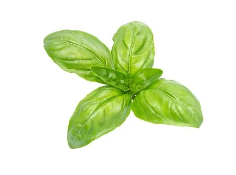 Basil leaf, close up. Basil herb Stock Photos