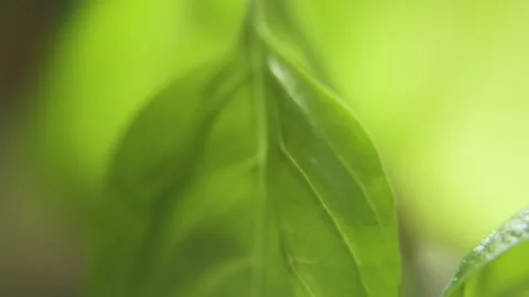 Basil Leaf Close Up Stock Footage 284763195