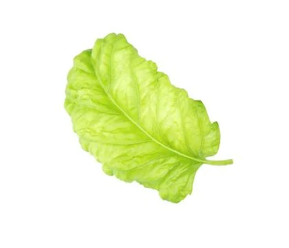 Basil Leaf close-up. Stock Photos