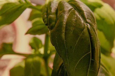 Basil Leaf Close-Up Stock Photos