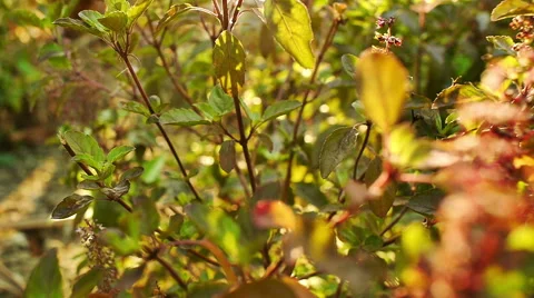 Basil Leaf Stock Footage 67417379