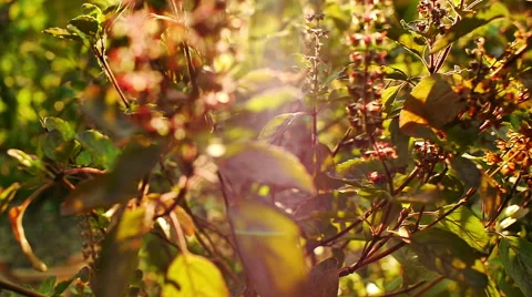 Basil Leaf Stock Footage 67417686