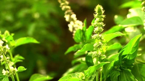 Basil Leaf Stock Footage 76873318