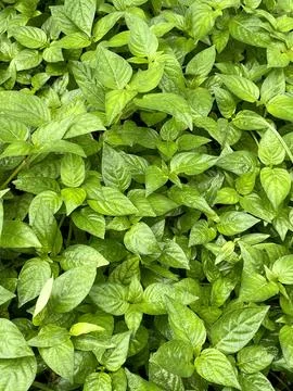 Basil leaf in the garden Close up Stock Photos