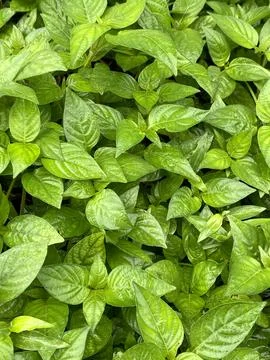 Basil leaf in the garden 库存照片