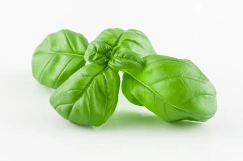 Basil leaf green closeup white Stock Photos