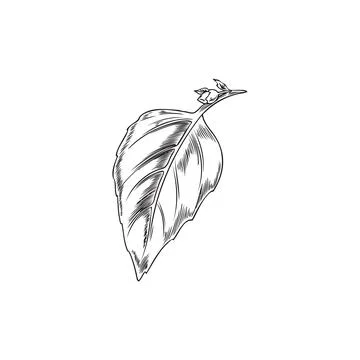Basil leaf, hand drawn sketch vector illustration isolated on white background. Stock Illustration