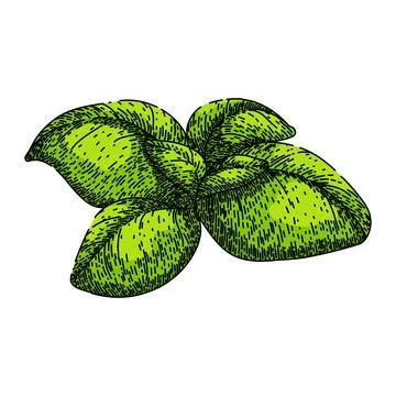 Basil leaf herb fresh sketch hand drawn vector Stock Illustration