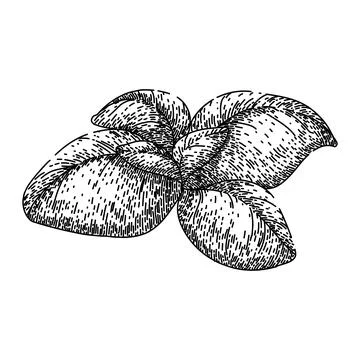 Basil leaf herb fresh sketch hand drawn vector Stock Illustration
