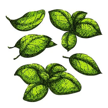 Basil leaf herb set sketch hand drawn vector Stock Illustration