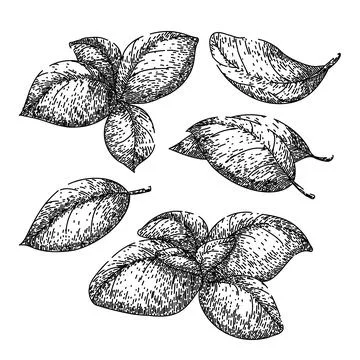 Basil leaf herb set sketch hand drawn vector Stock Illustration