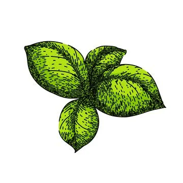 Basil leaf herb spice sketch hand drawn vector Stock Illustration