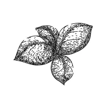 Basil leaf herb spice sketch hand drawn vector Stock Illustration