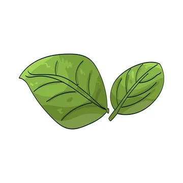 Basil leaf illustration Stock Illustration