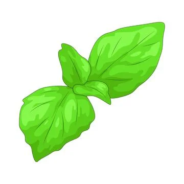 Basil leaf illustration Stock Illustration