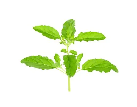 Basil leaf isolated on the white background Stock Photos