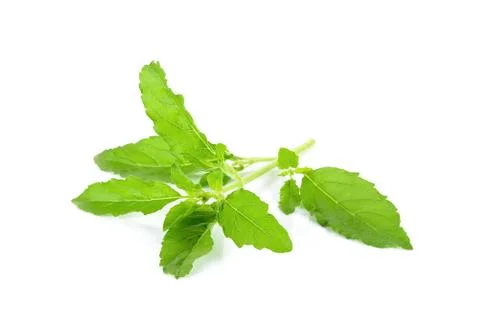 Basil leaf isolated on the white background Stock Photos