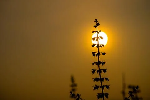 Basil leaf isolated on white background. Stock Photos