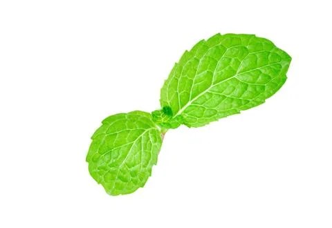 Basil leaf isolated on white background Stock Photos