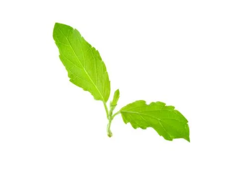 Basil leaf isolated on white background Stock Photos