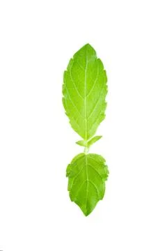 Basil leaf isolated on white background Stock Photos
