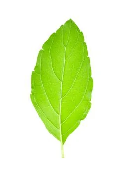 Basil leaf isolated on white background Stock Photos