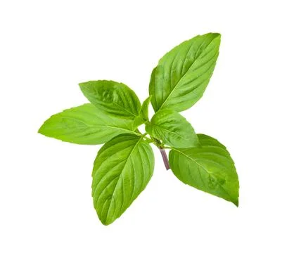 Basil leaf isolated on white clipping path Stock Photos