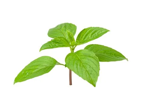 Basil leaf isolated on white clipping path Stock Photos