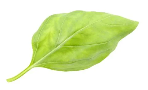 Basil leaf one isolated on white background with clipping path Stock-Fotos