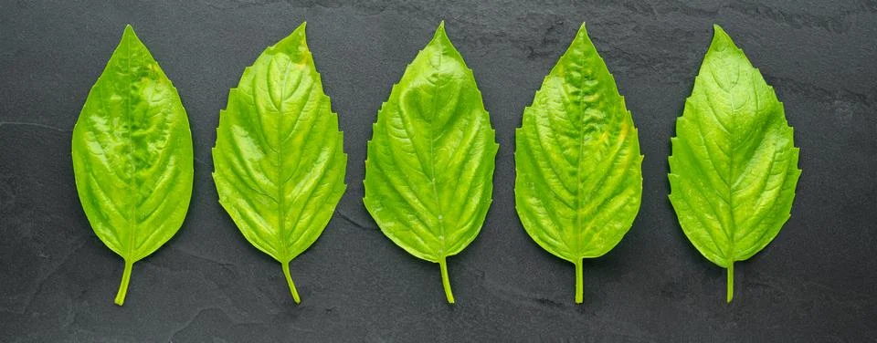 Basil Leaf Panorama Stock Photos